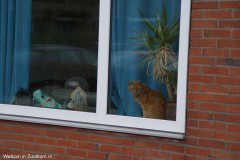 Kat poes (4)